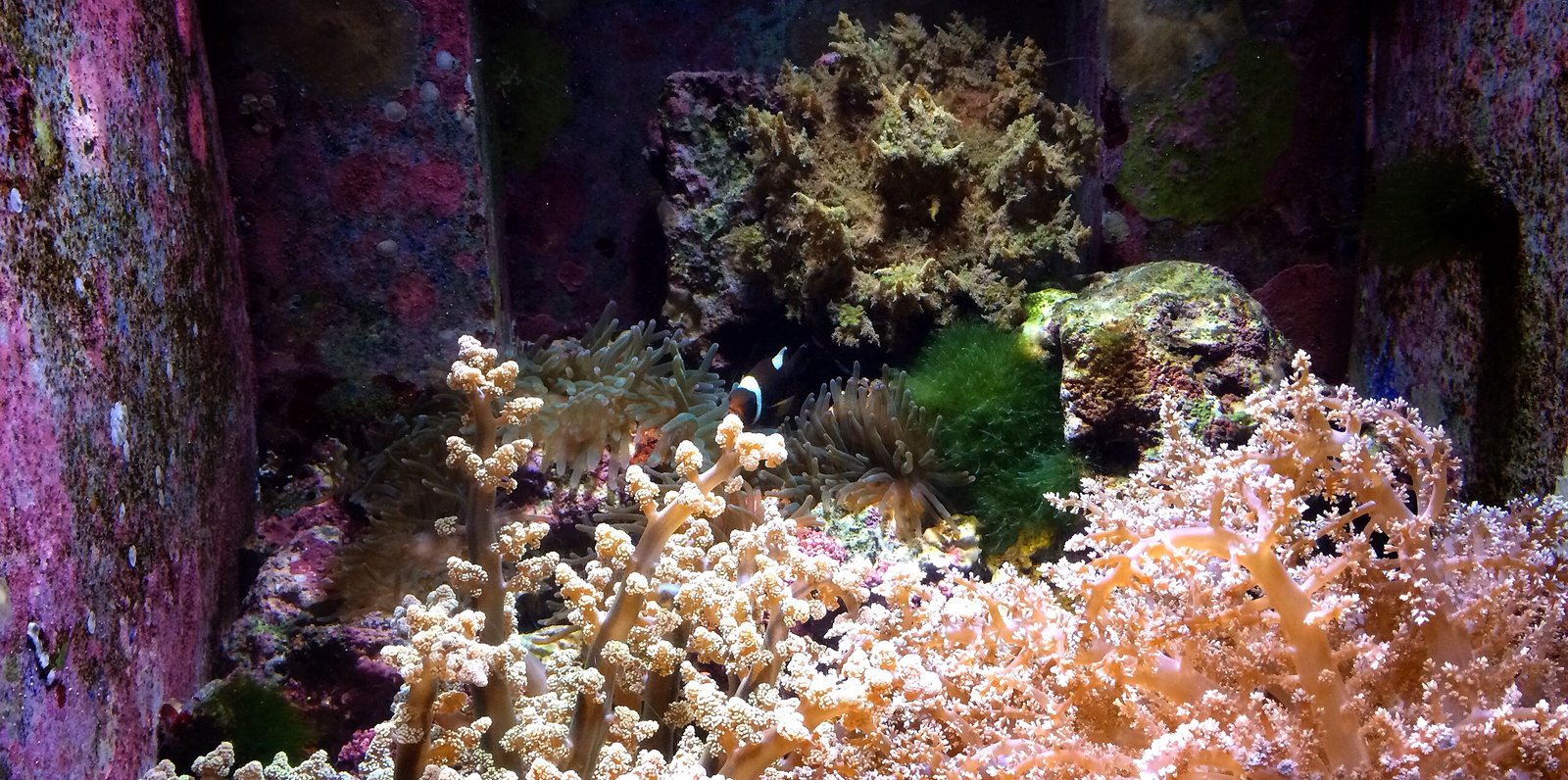 沖縄美ら海水族館