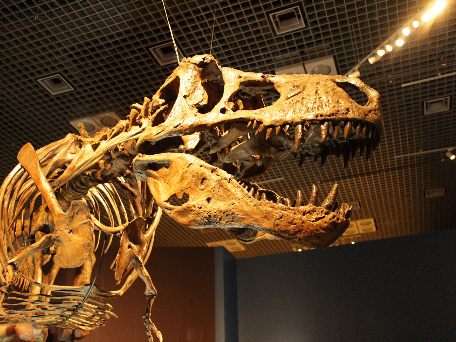 【恐竜博をディープに楽しむ】 国立科学博物館で恐竜めぐり（常設展＆特別展）、ティラノ＆スピノに圧巻！