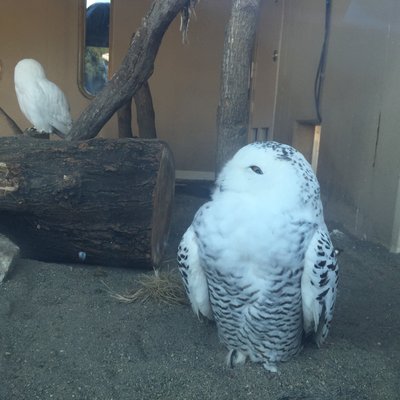 東京都恩賜上野動物園