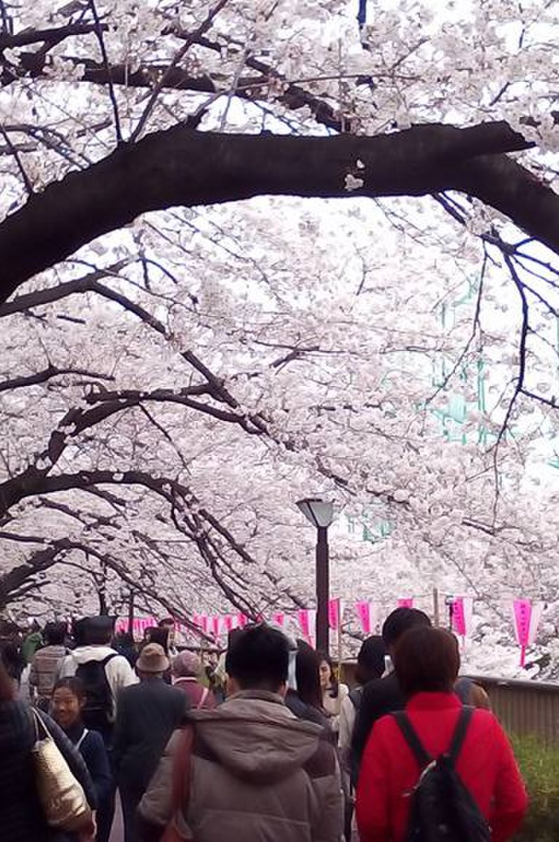 目黒川(桜並木)