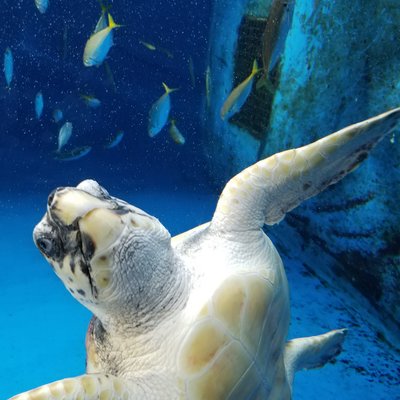 鶴岡市立加茂水族館