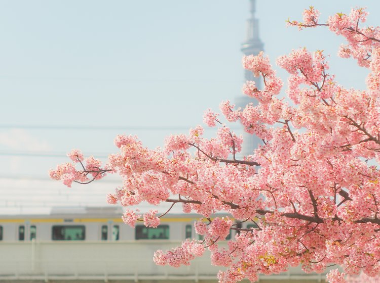 スカイツリー お花見鑑賞の穴場がここにも 旧中川の桜並木を見て朝活しない Playlife プレイライフ