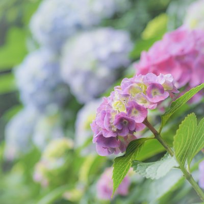 飛鳥山公園