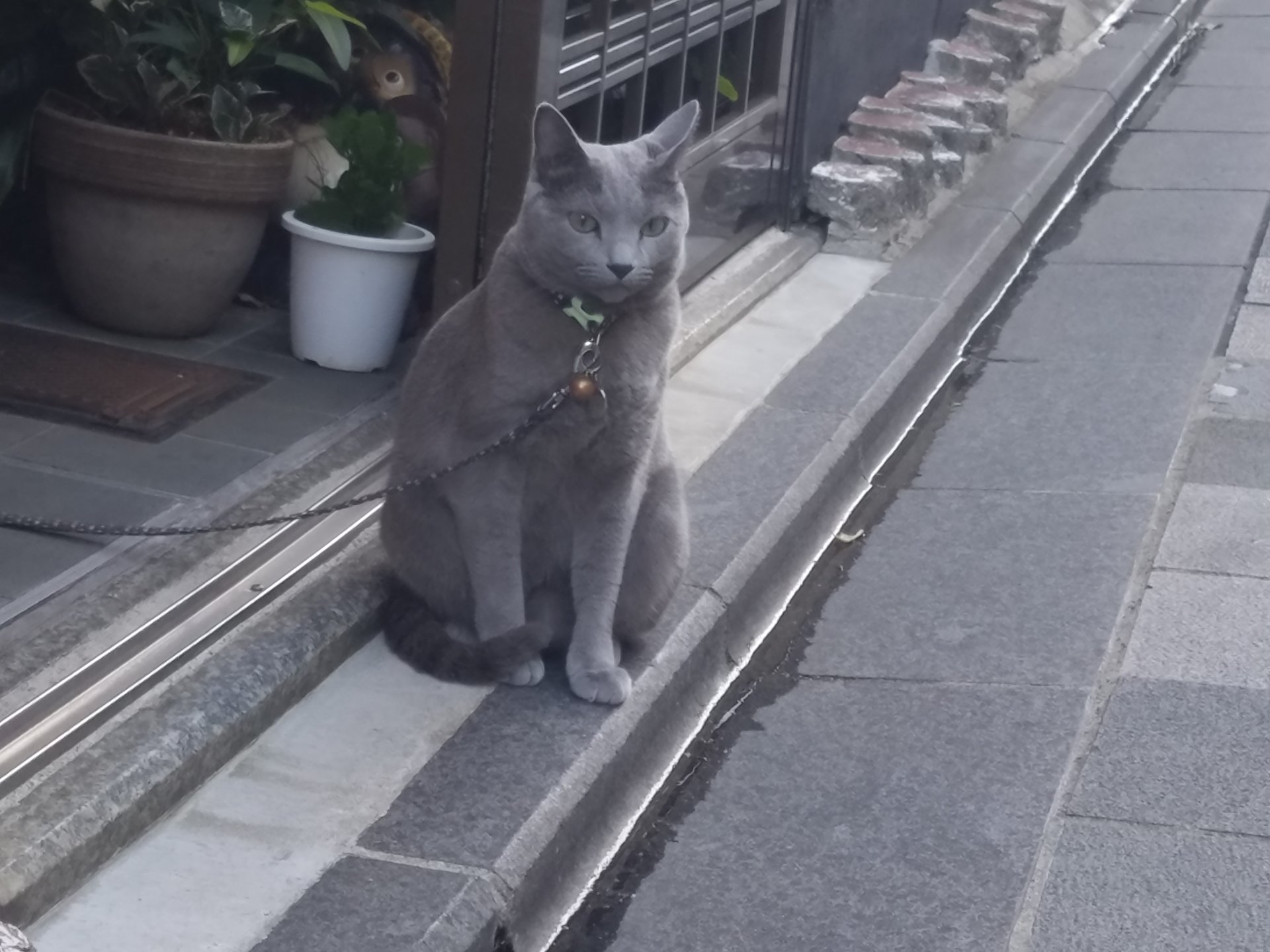 超かわいい♡ねこ女将がいる旅館！京都と猫が好きなら泊まるしかにゃい♡映える京都タワー♡