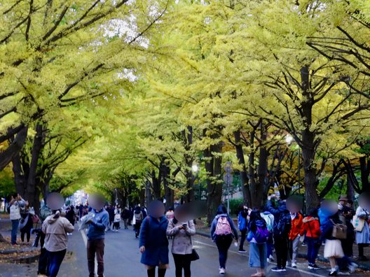 北海道大学イチョウ並木