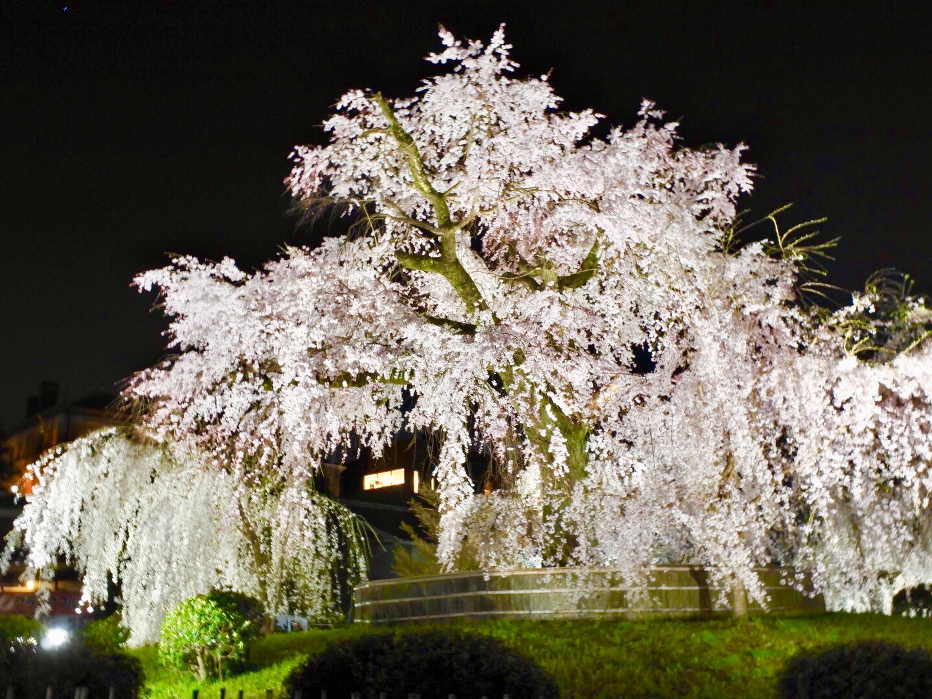 【絶対に満開を楽しみたい】春の京都で夜に鑑賞したい2つの有名な枝垂れ桜