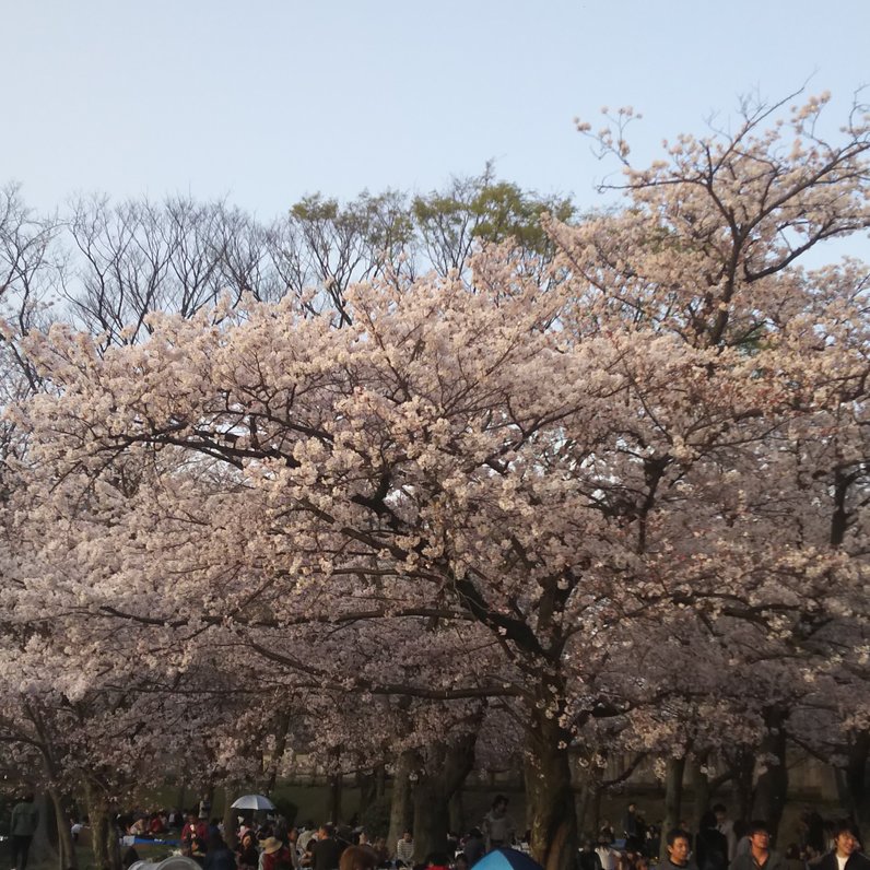 舞鶴公園