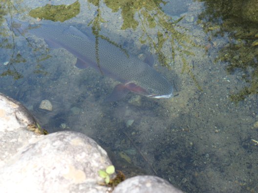 世界遺産白川郷合掌造り集落