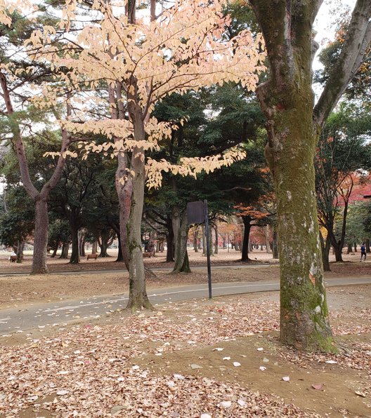 代々木公園