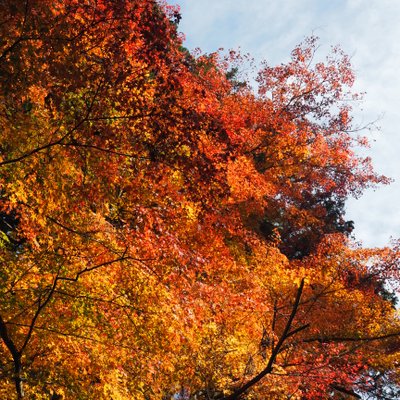 北口本宮冨士浅間神社