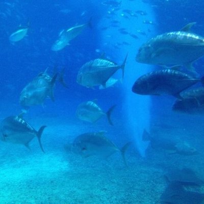 沖縄美ら海水族館