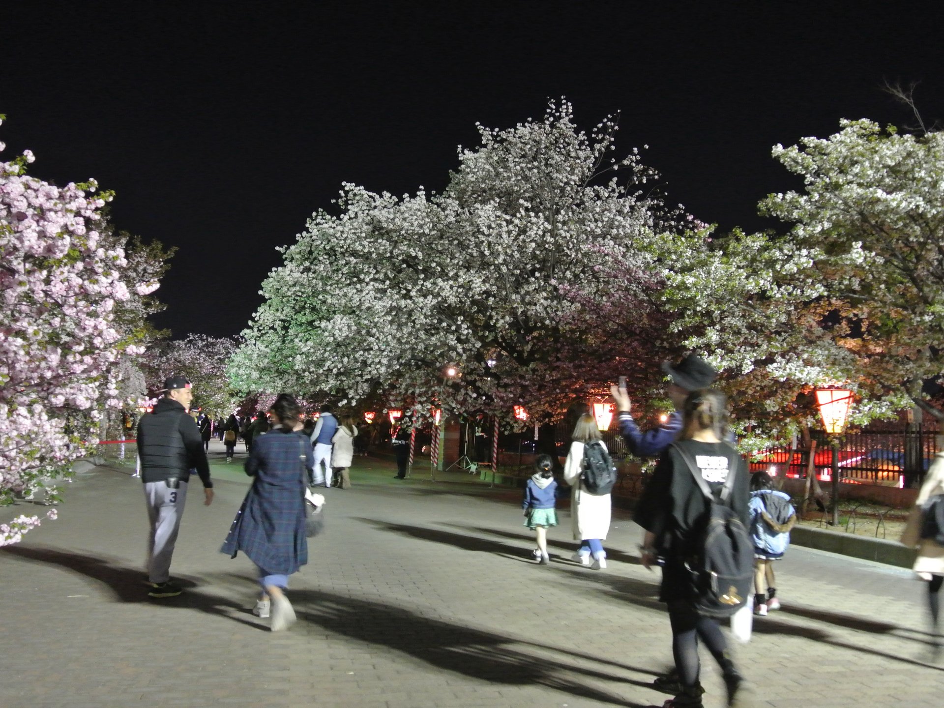 造幣局 桜の通り抜け