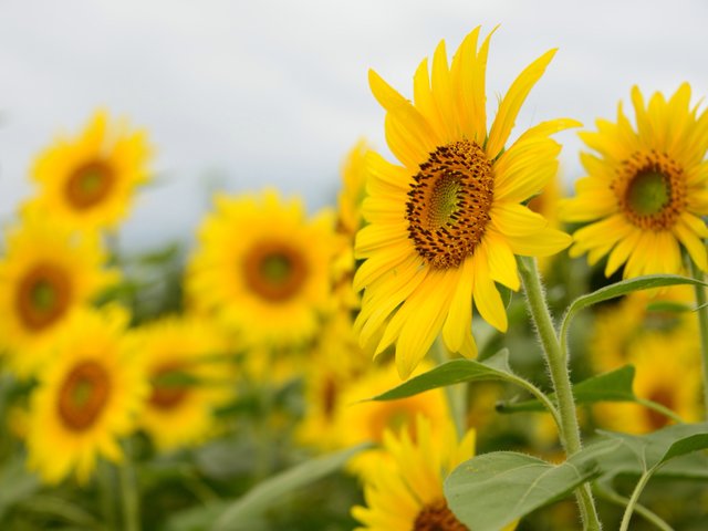 旅行で行きたい日本各地のフラワーパーク 古今東西日本全国にある美しいお花畑を一挙大公開 Playlife プレイライフ