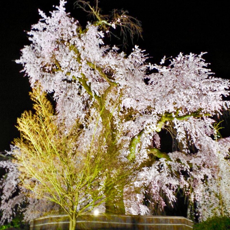 円山公園 枝垂桜