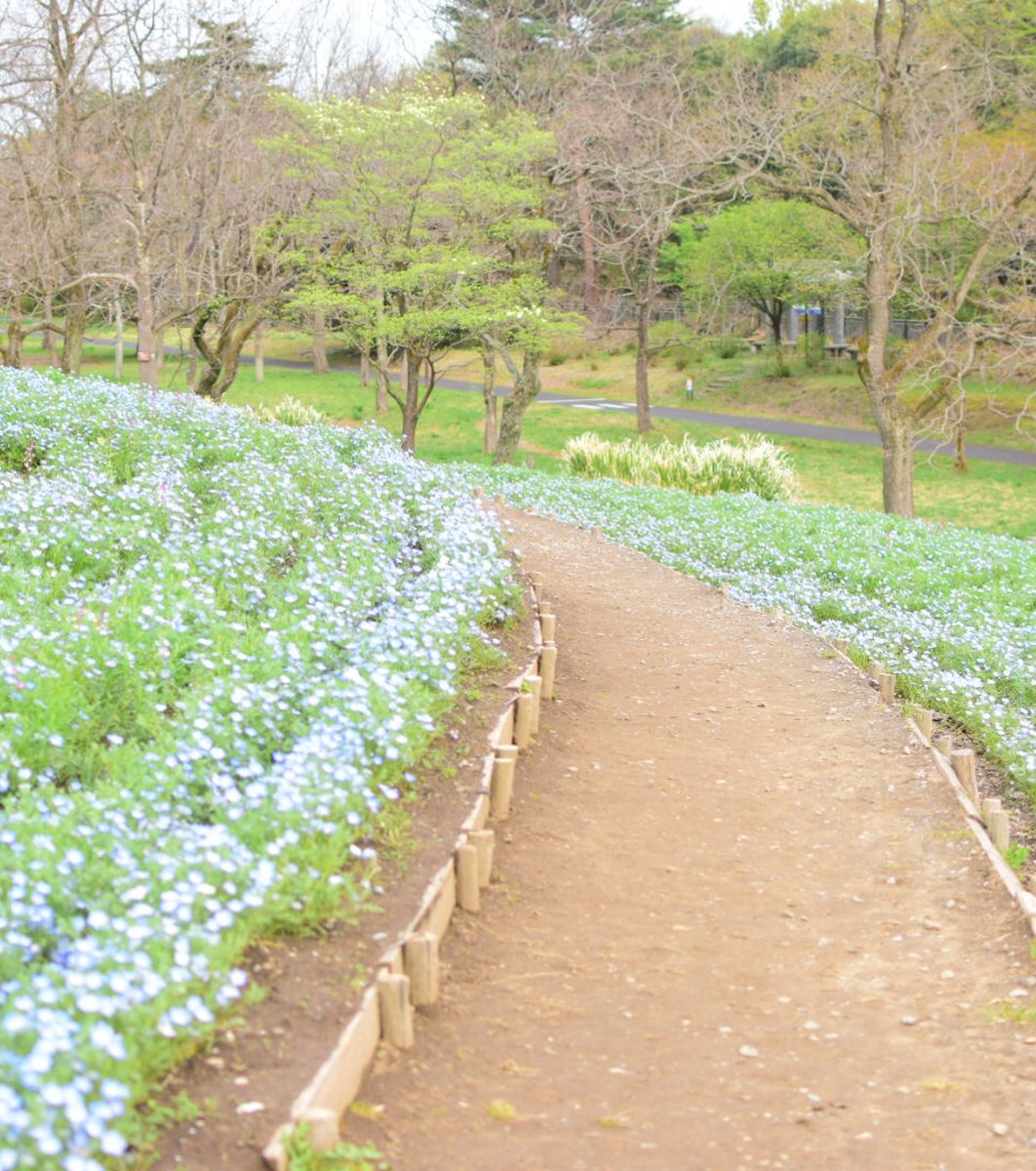 国営昭和記念公園