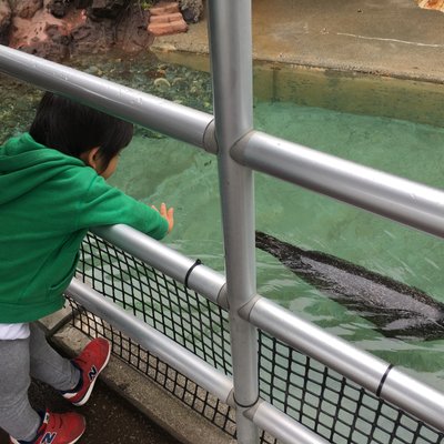 下田海中水族館