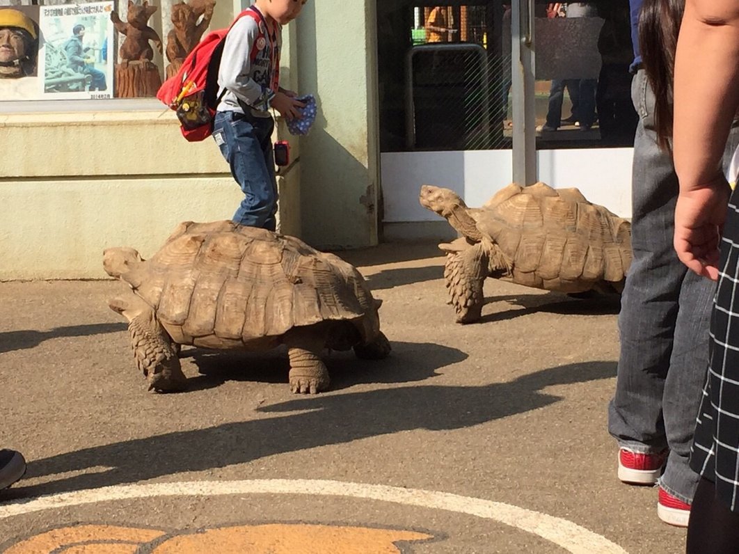 町田リス園