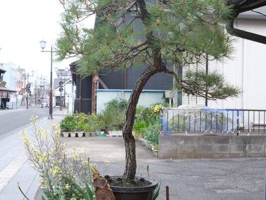 城藤茶店