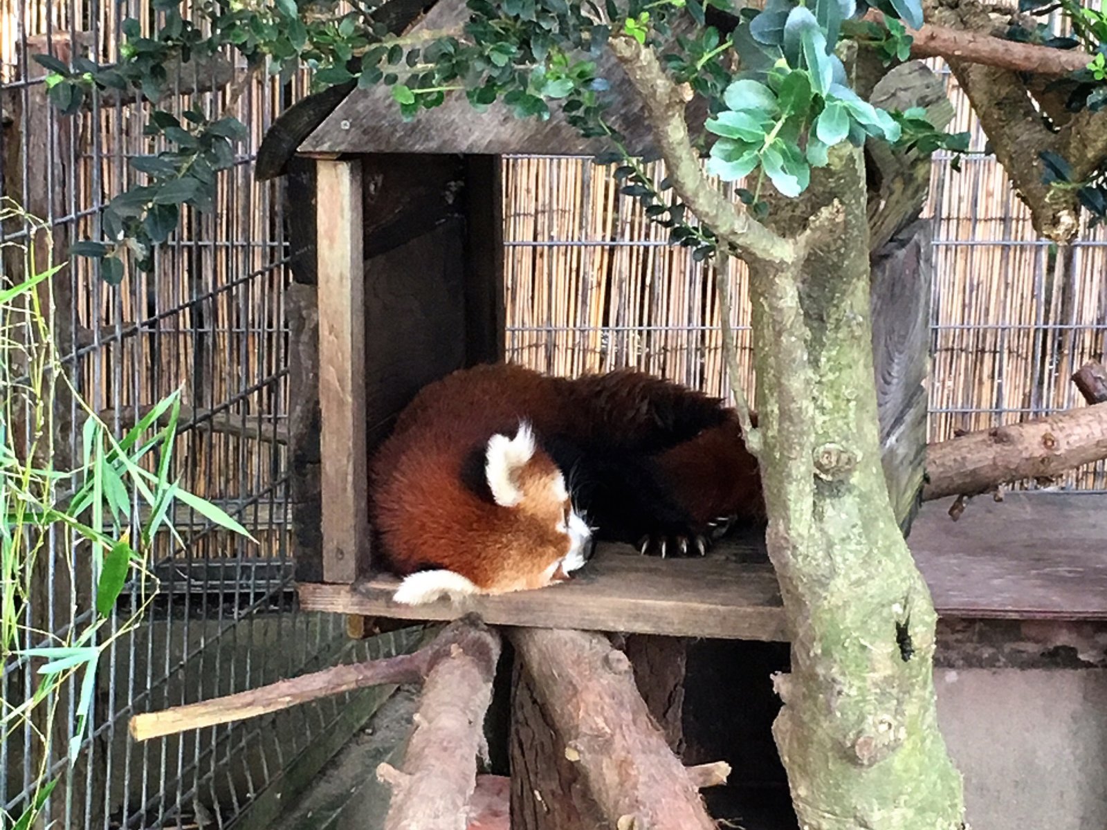 熱川バナナワニ園