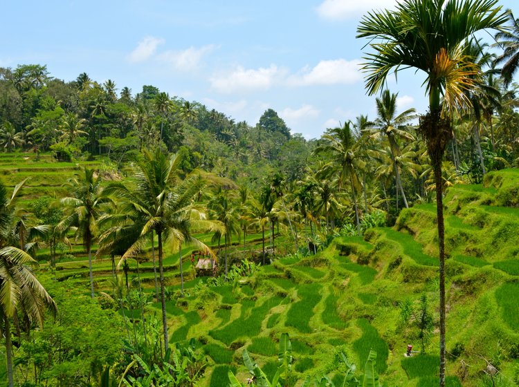 インドネシア バリ島 ウブドを散策 寺院や緑の棚田を眺めるランチ イチオシ買い物スポット Playlife プレイライフ