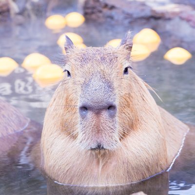 伊豆シャボテン動物公園