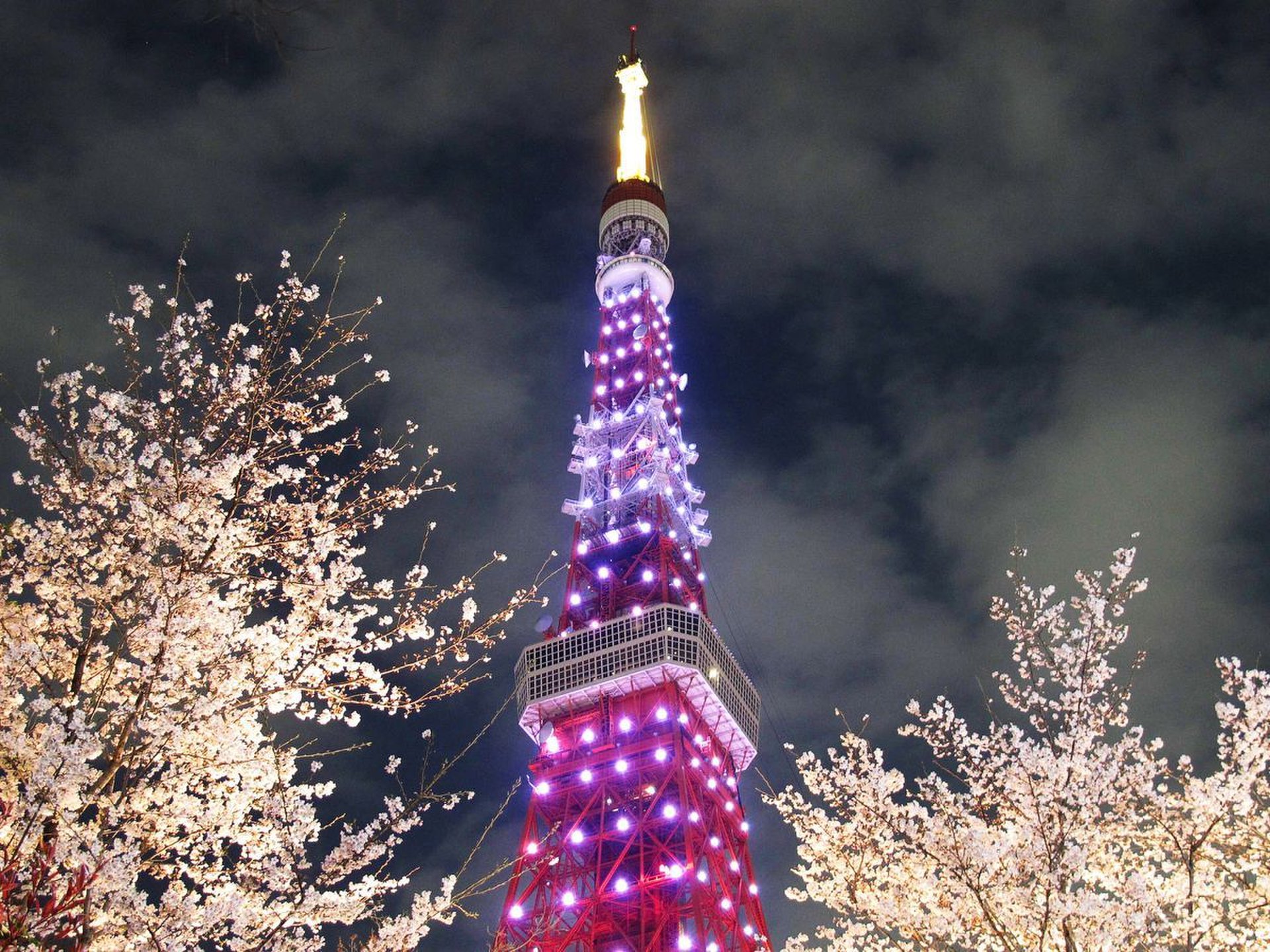 【東京都内お花見デート】桜の名所10選！ライトアップで恋人とロマンチックな時間を