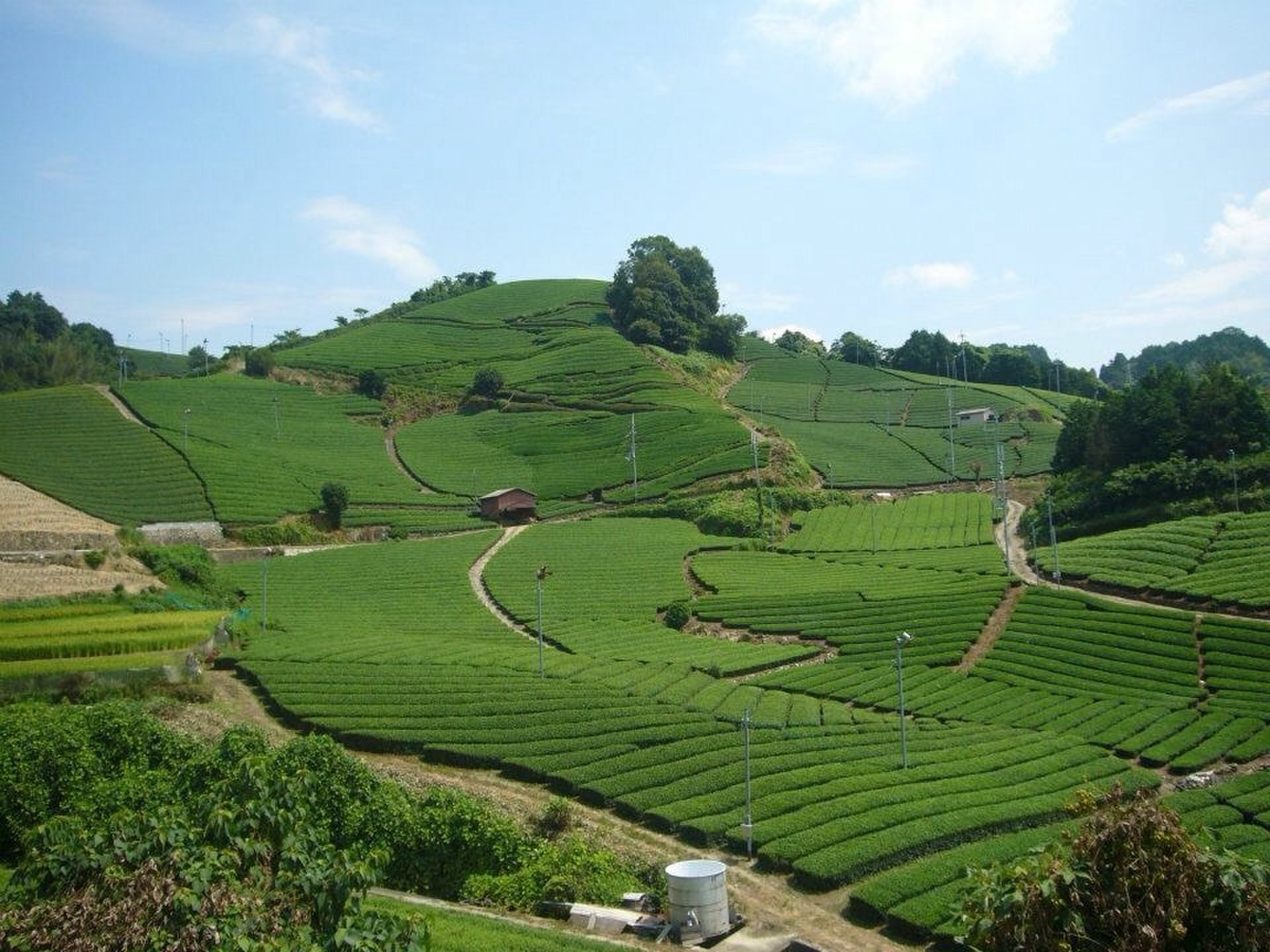【日本遺産にも登録】日本茶800年の歴史散歩。京都府の茶の郷和束町を訪れ茶畑を楽しむ。