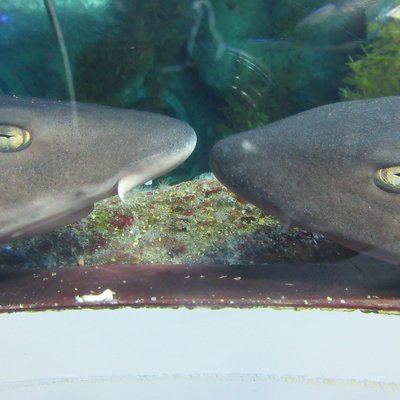 新潟市水族館マリンピア日本海