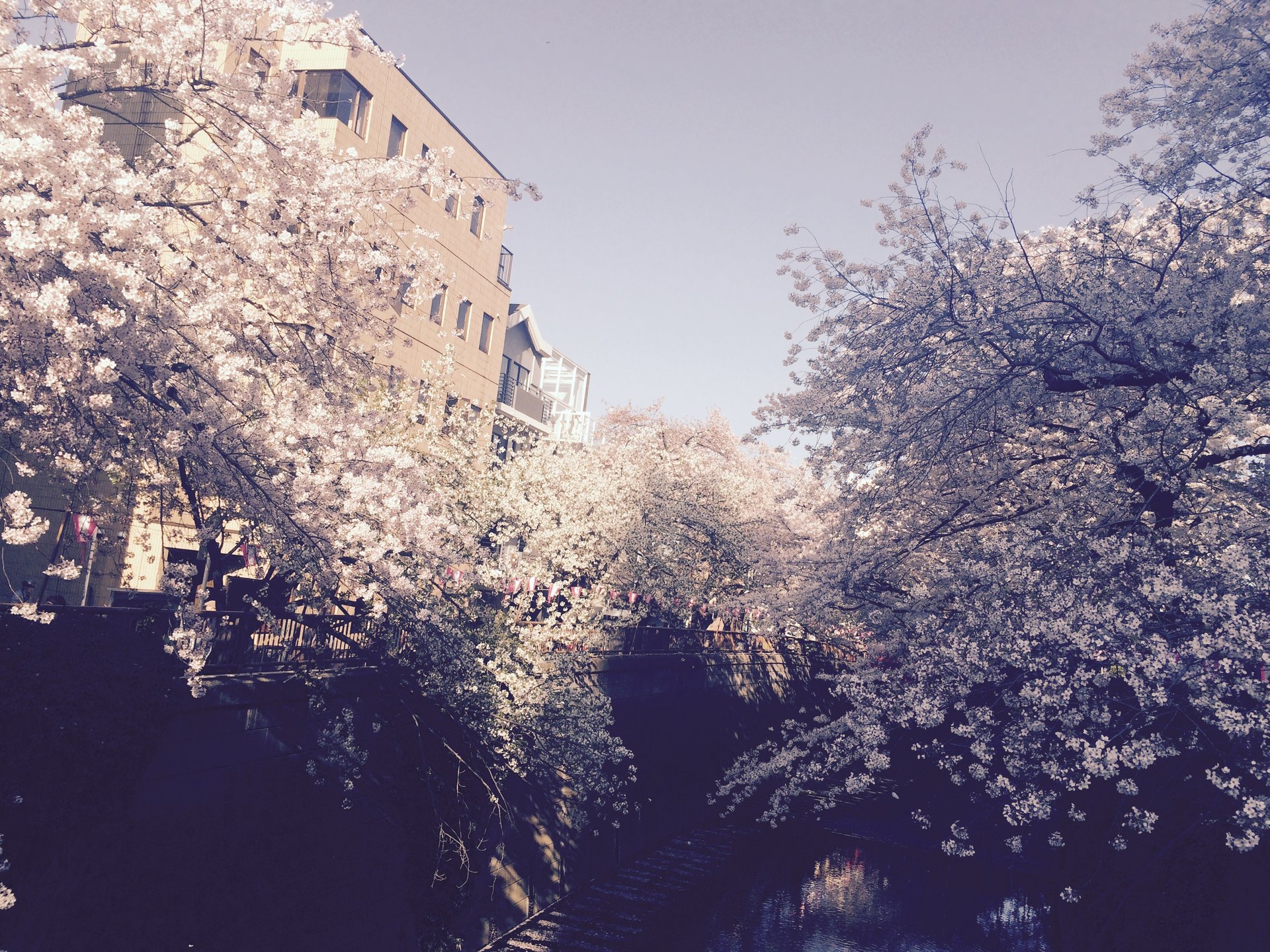 【目黒川お花見完璧デート！】お散歩しながらお昼から夜桜まで見れちゃう♪お散歩デート♡