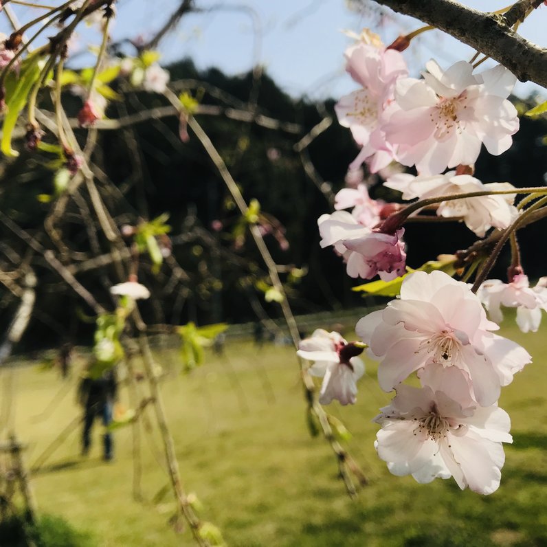 泉南市農業公園 花咲きファーム