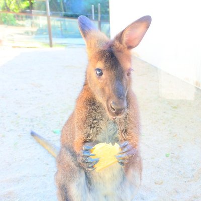 五月山動物園