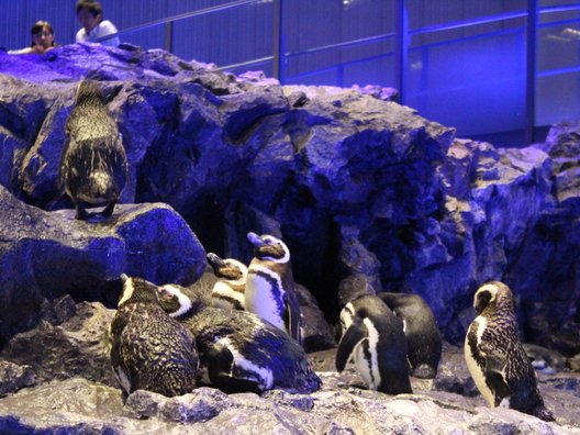 すみだ水族館