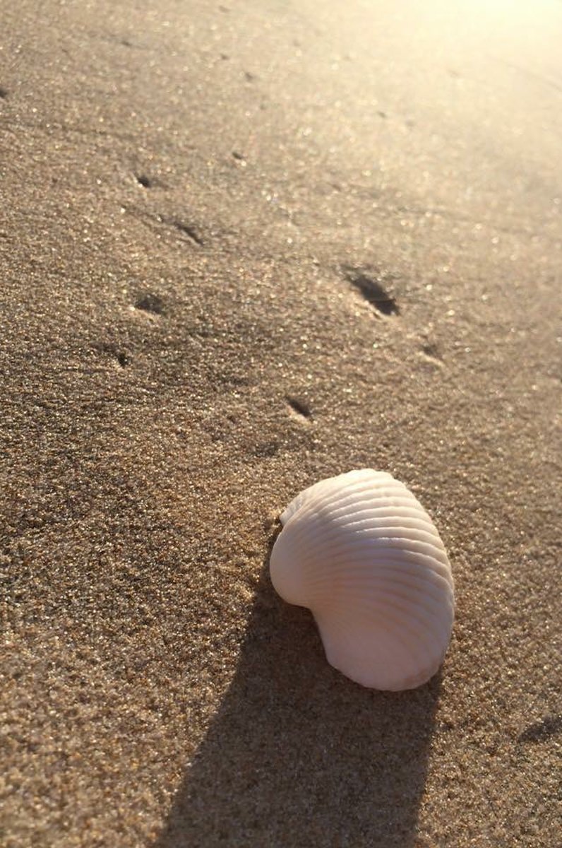 琴ヶ浜海岸