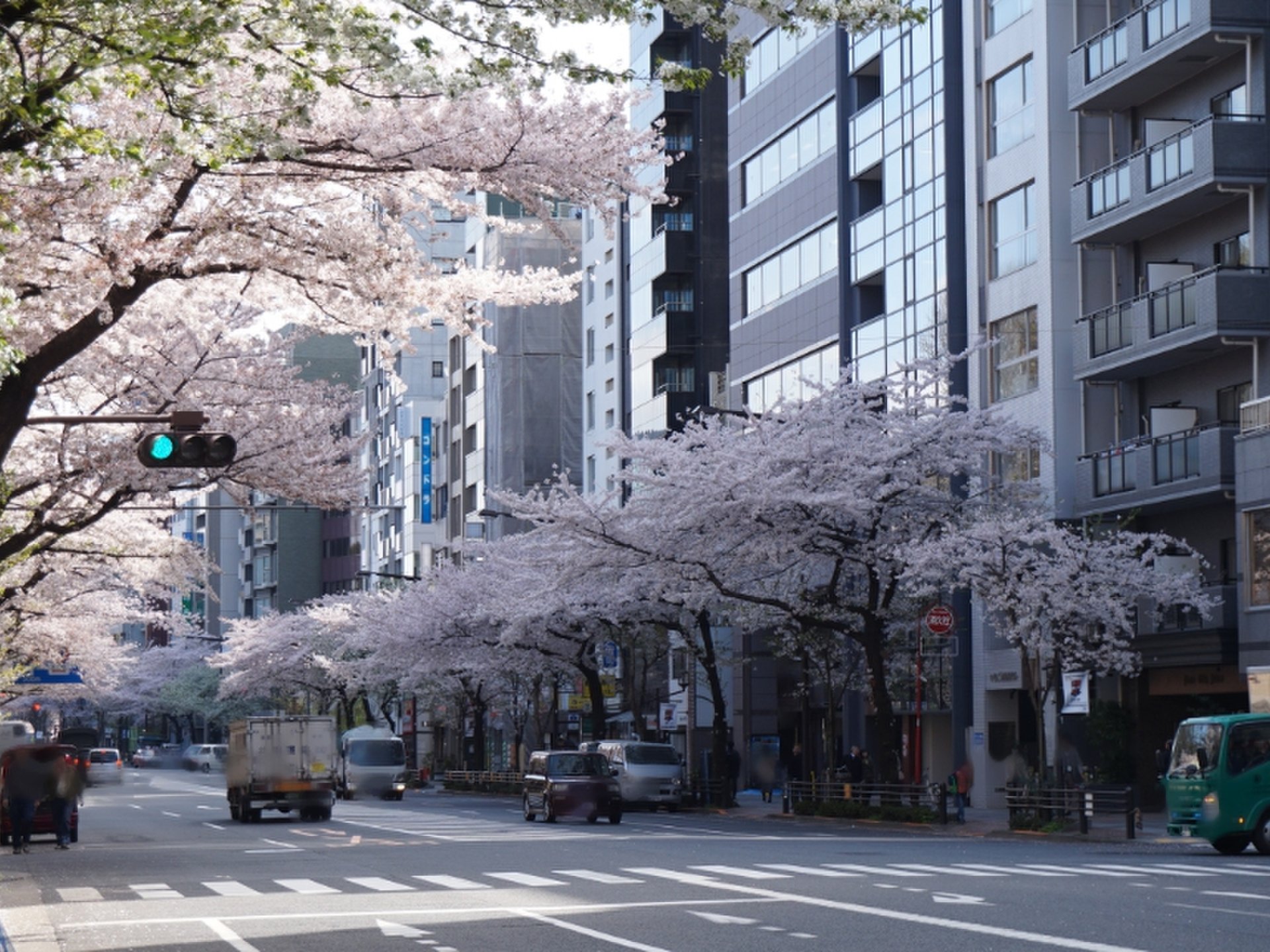 【保存版】市ヶ谷～靖国神社、桜の小道を通る桜満喫お散歩プラン♪
