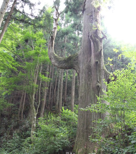 御岳山ロックガーデンハイキングコース