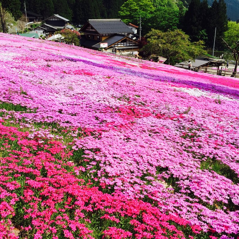 國田家の芝桜