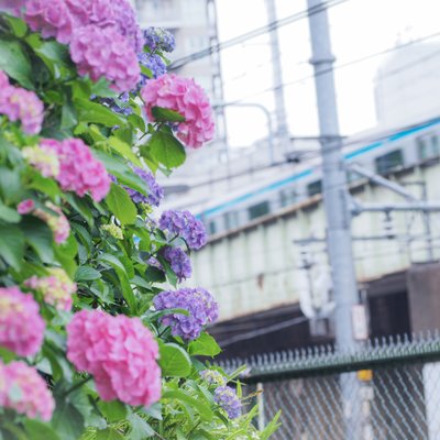 飛鳥山公園