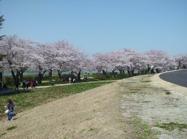 桜満開 岩手県の北上展勝地で贅沢なお散歩を楽しむ Playlife プレイライフ