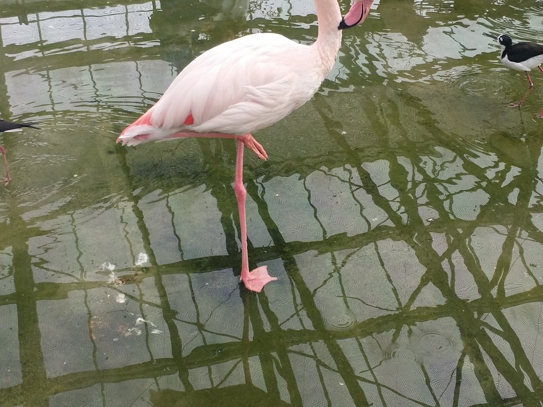 掛川花鳥園