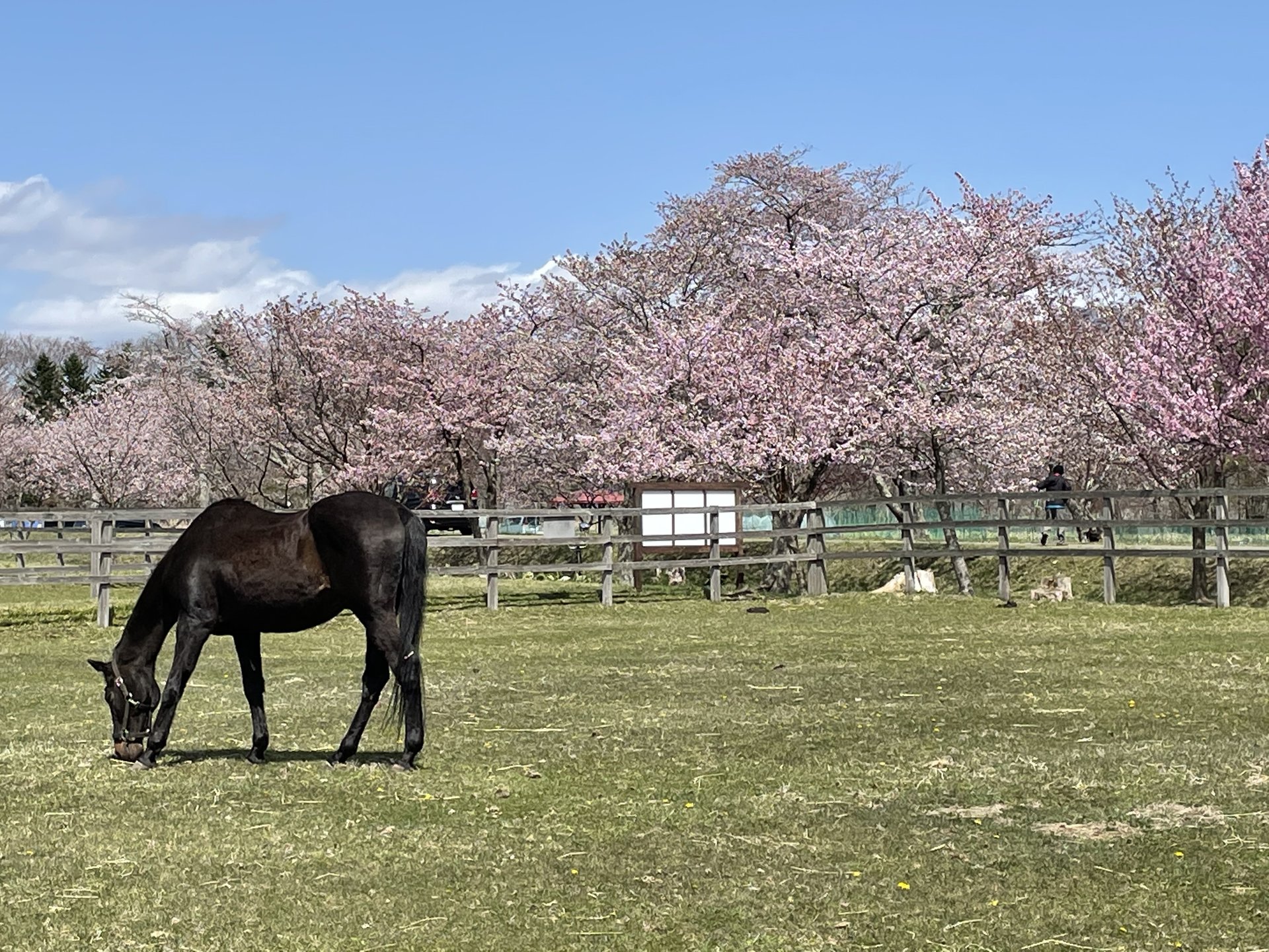 二大桜並木を制覇！北海道日高の春を感じるドライブプラン