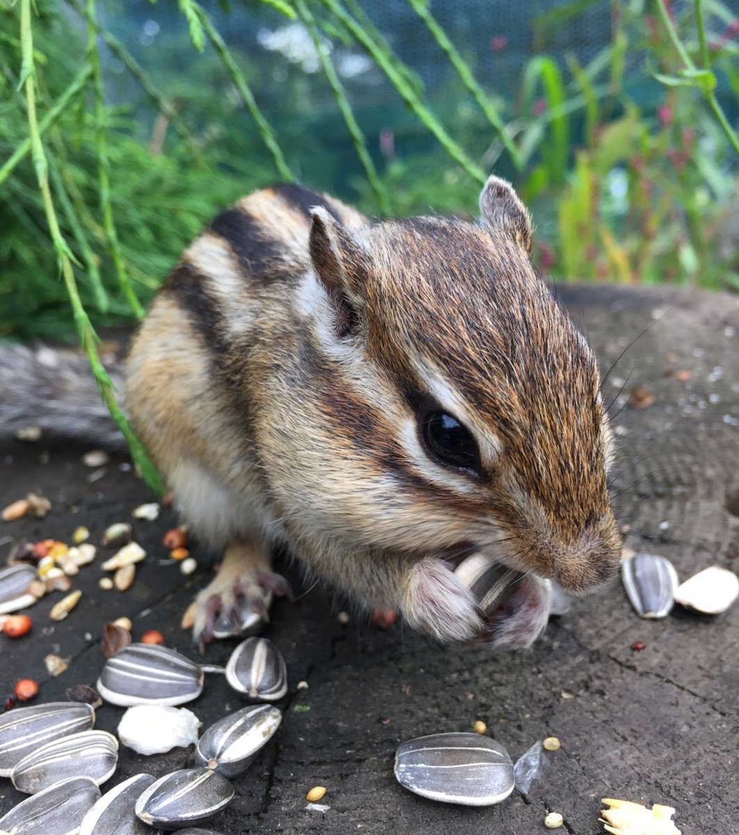 オホーツクシマリス公園