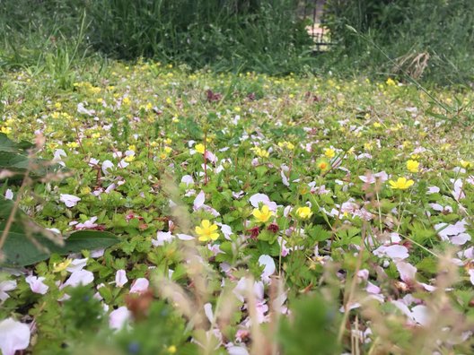 ラディアン花の丘公園