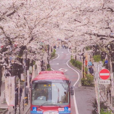 桜丘町 さくら通り