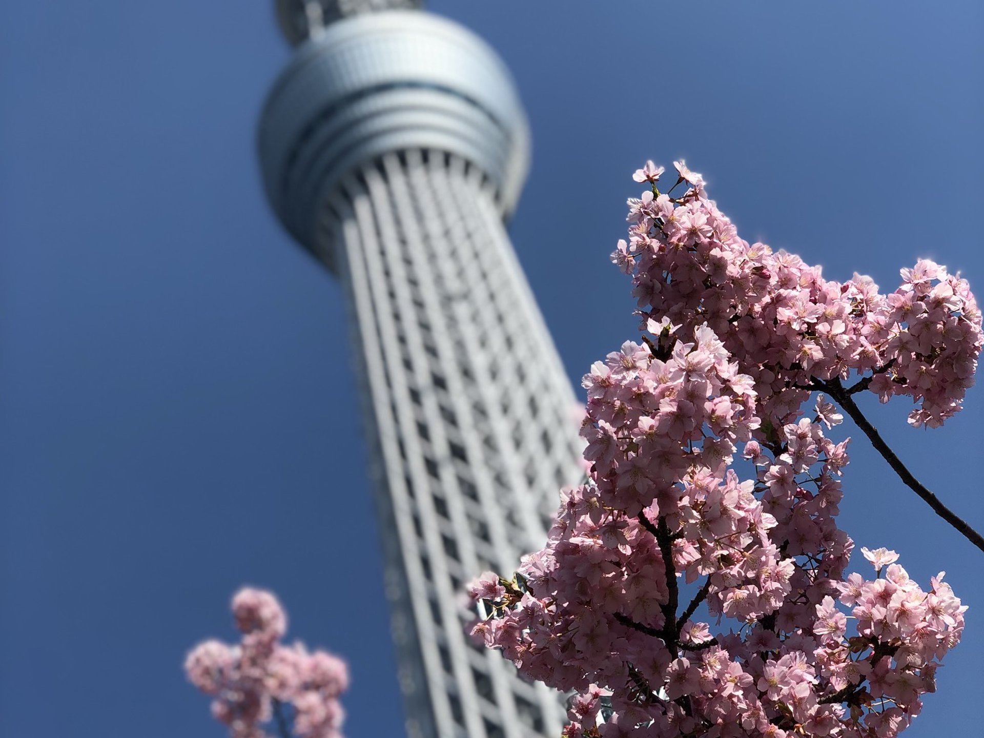 桜とスカイツリーを撮るならココ‼︎押上おすすめフォトスポット教えます♡