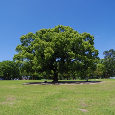 熊本城