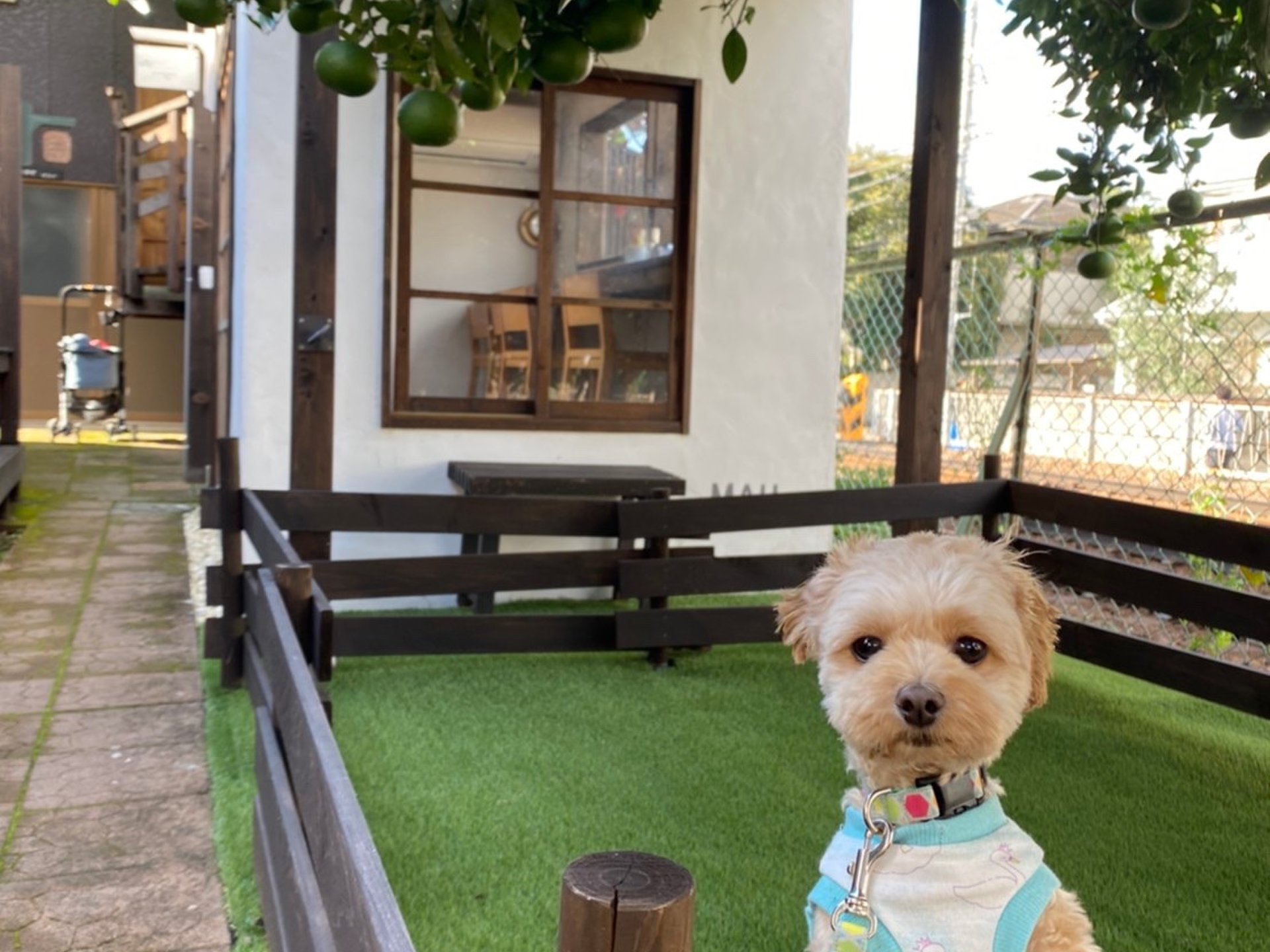 千葉県市川市の愛犬と一緒に行ける古民家カフェ！ツリーハウスや個室でゆったりランチを