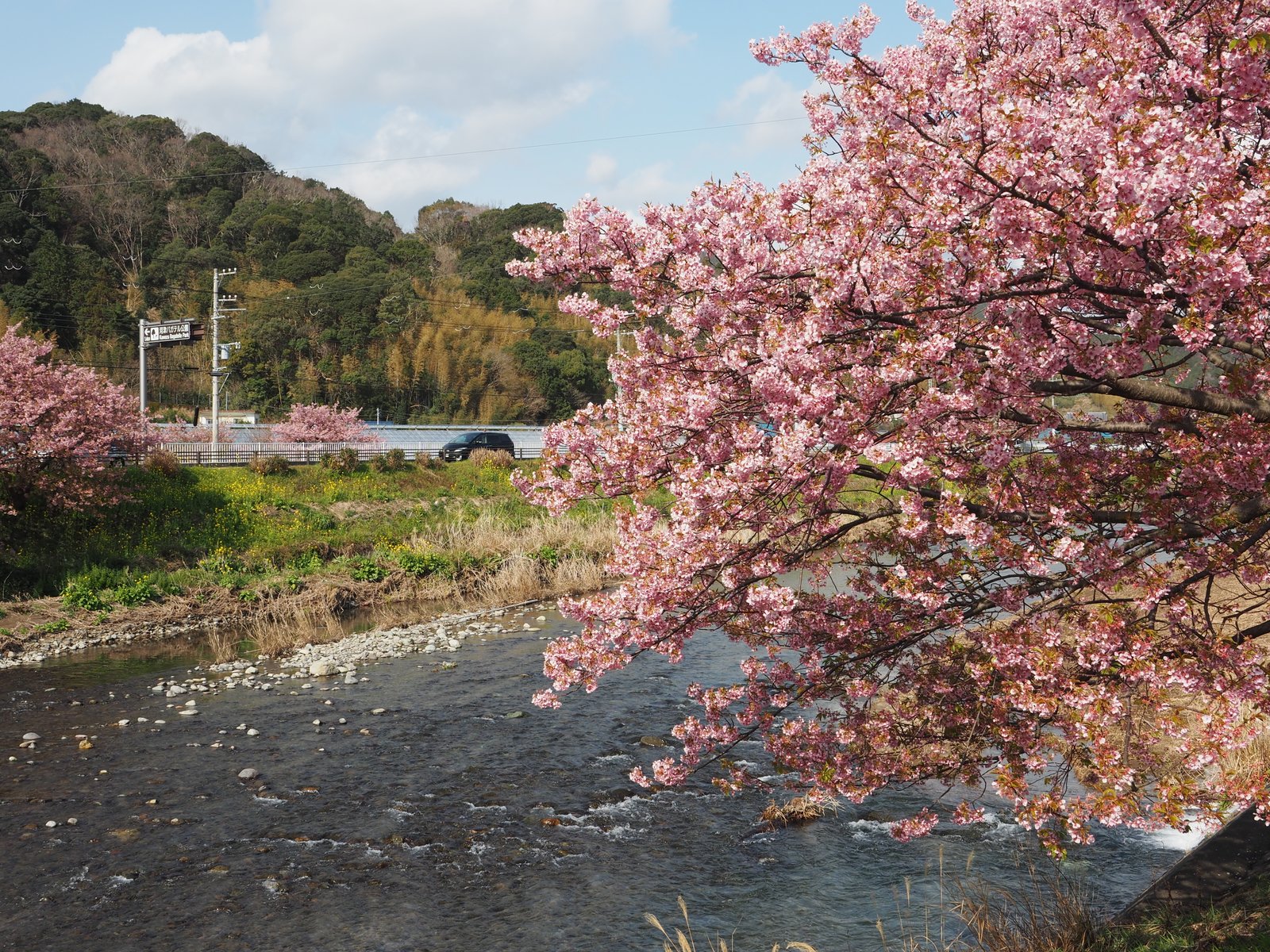 河津町観光協会 河津桜観光交流館・売店