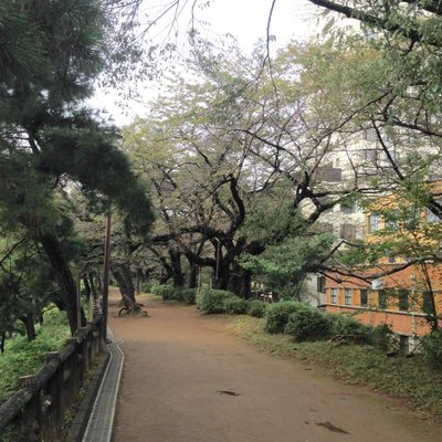 上智大学