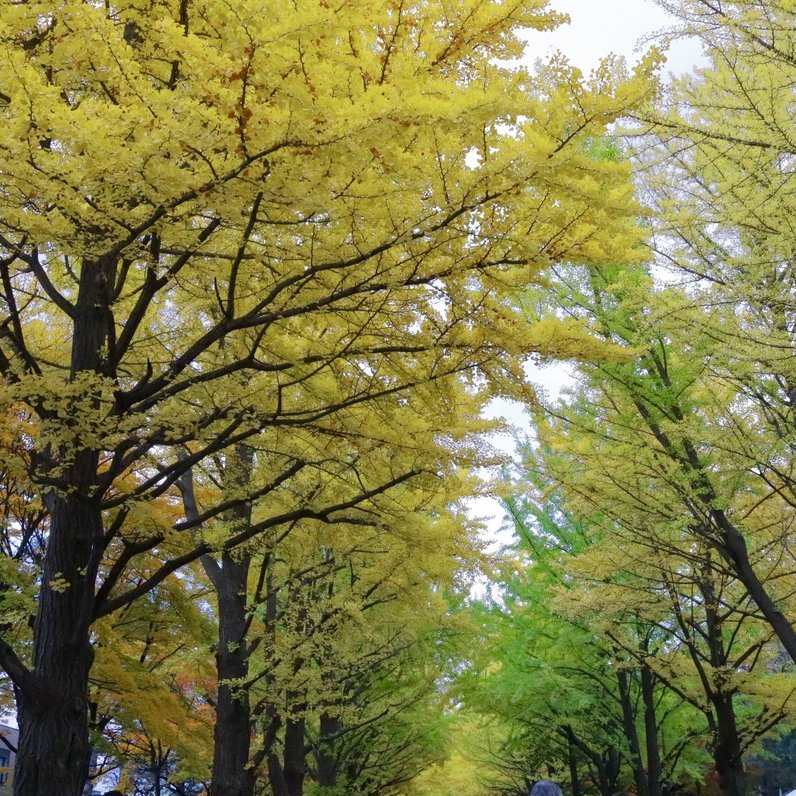 北海道大学イチョウ並木