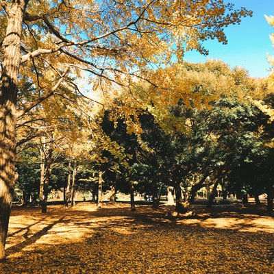 代々木公園